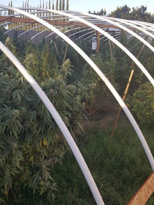Greenhouse_Grow_-_Tulare_County_Sheriff_s_Department.png