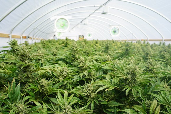 Grow_Facility2_-_Getty_Images.jpg