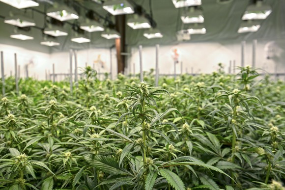 Grow_Facility_-_Getty_Images.jpg