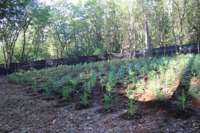 Growing_Cannabis_In_Rows.jpg