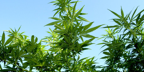 Growing_Cannabis_Outdoors.jpg