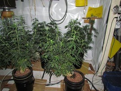 Growing_Marijuana_Plants.jpg