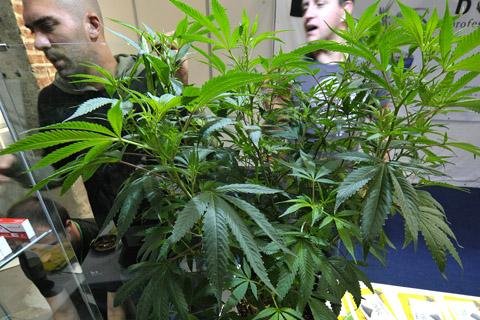 Growing_Medical_Marijuana_Plant.jpg