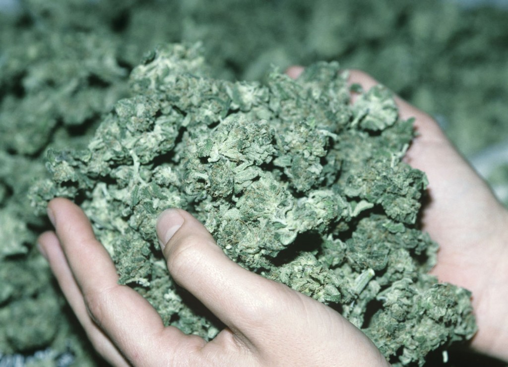 Handful_of_Cannabis_Buds_copy.jpg