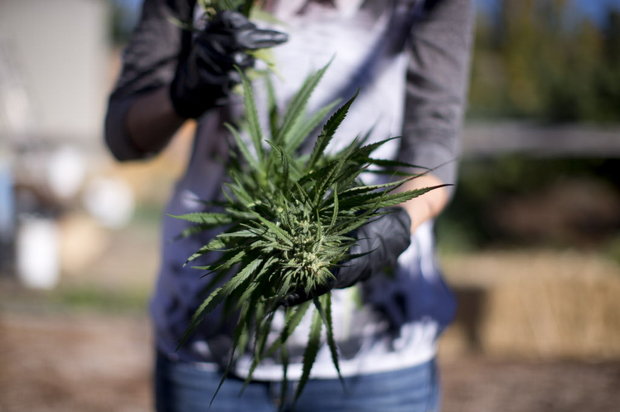 Harvested_Cannabis.jpg