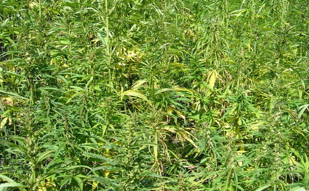 Hemp_plants-cannabis_sativa-field.jpg