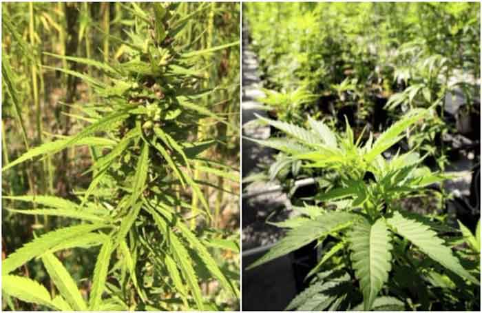 Hemp_vs_Marijuana_-_CBC_News.jpg