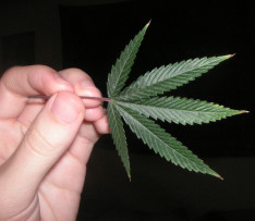 Holding_Cannabis_Leaf.jpg