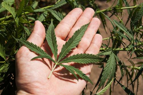 Holding_Cannabis_Leaf1.jpg