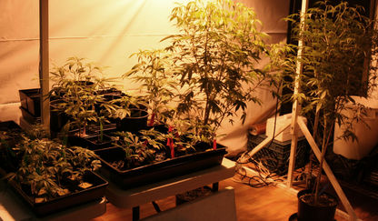 Indoor_Cannabis_Grow.jpg