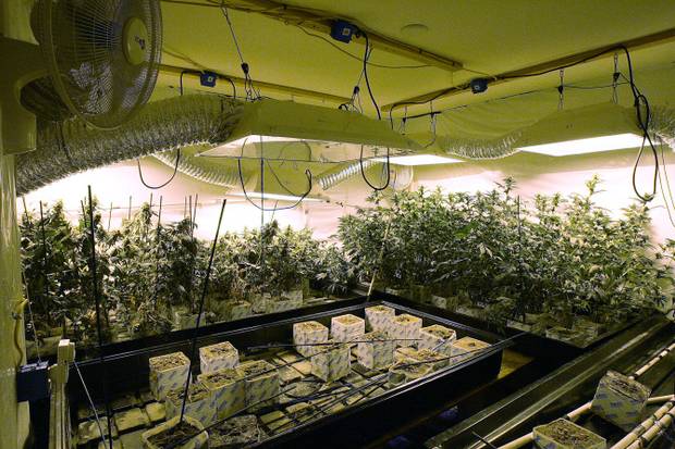 Indoor_Cannabis_Grow1.jpg