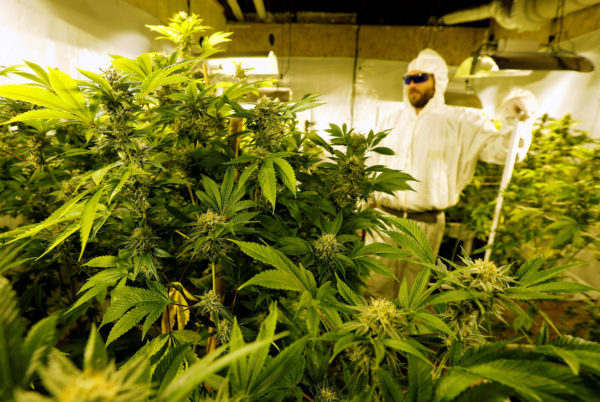 Indoor_Cannabis_Grow_-_Reuters.jpg