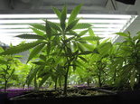 Indoor_Cannabis_Plant.jpg