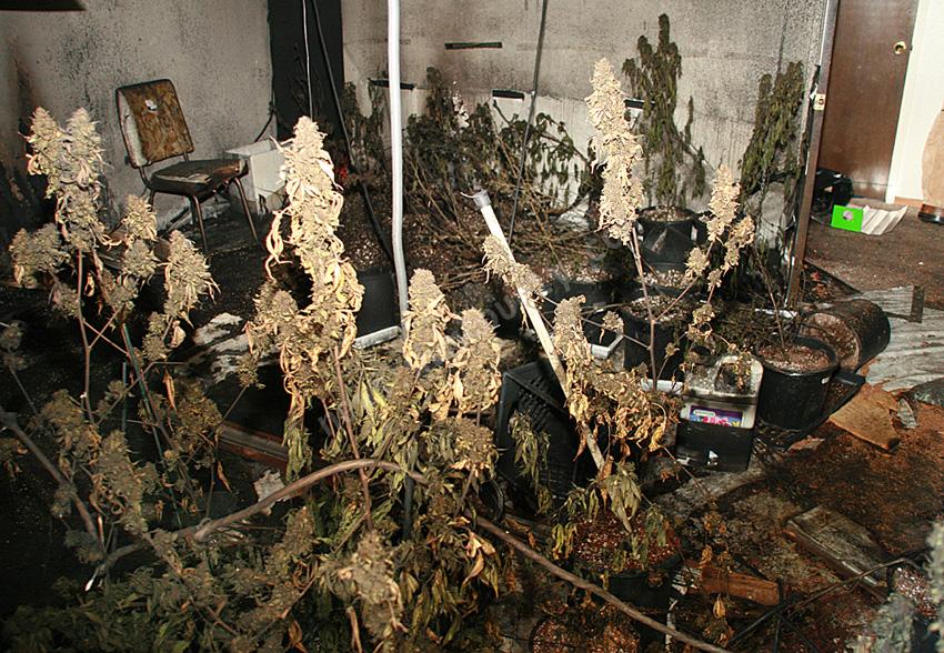 Indoor_Marijuana_GrowRoom_Fire.jpg