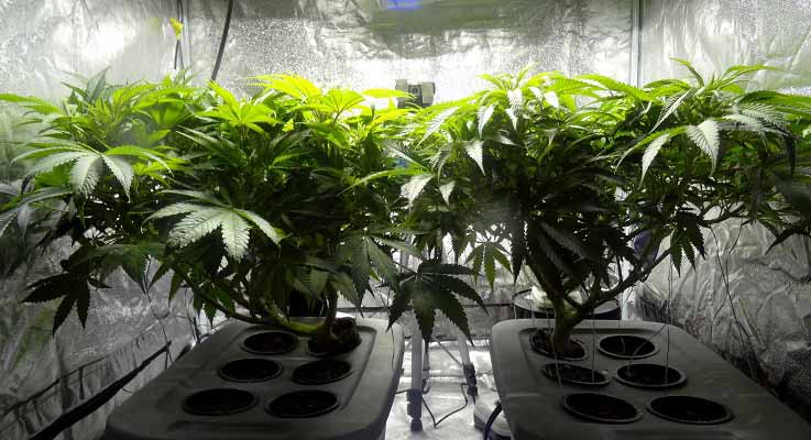 Indoor_cannabis_plants.jpg
