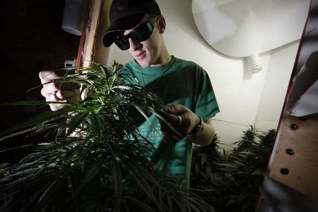 Inspecting_Cannabis_Plant.jpg