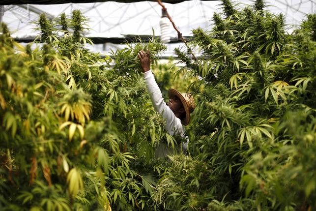 Israeli_Cannabis_Grow.jpg