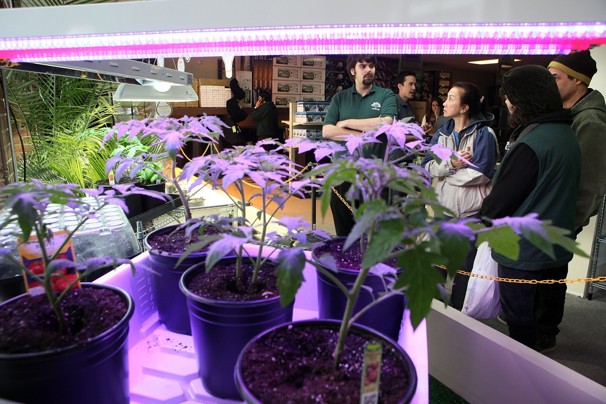LED_Cannabis_Plants_MMJ_Shop_DC.jpg