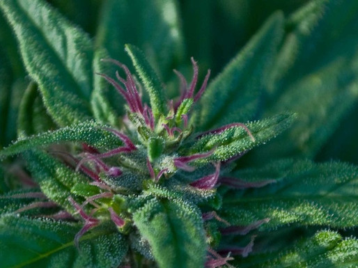 Macro_Shot_Flowering_Cannabis.jpg