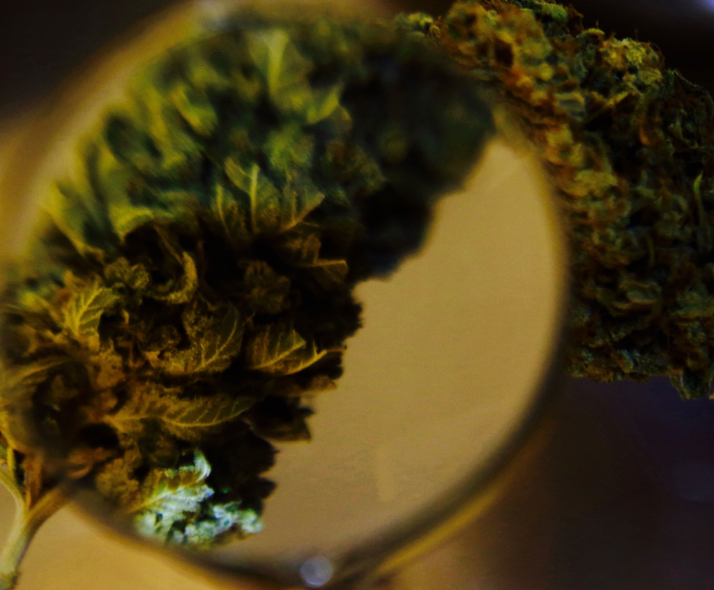 Magnified_Bud_-_Reuters.png