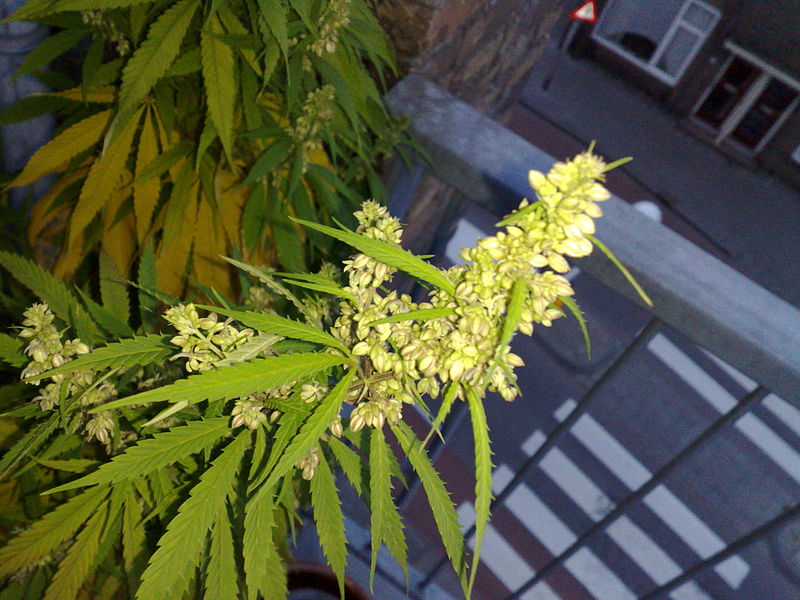 Male_Cannabis_Plant_Flowering.jpg