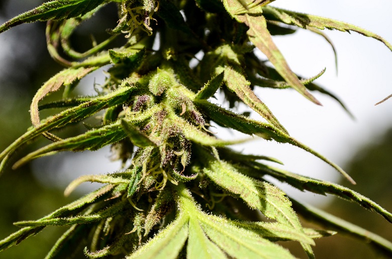 Marijuana-1.jpg