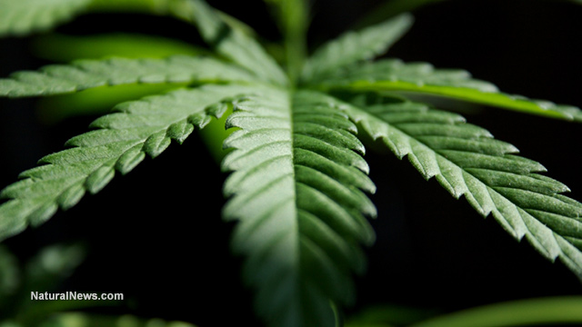 Marijuana-Plant-Leaf-Close-Up.jpg