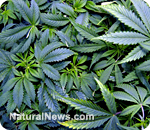 Marijuana-Plant-Leaves-Pot.jpg