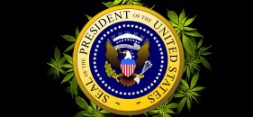 Marijuana-President-281x130.jpg