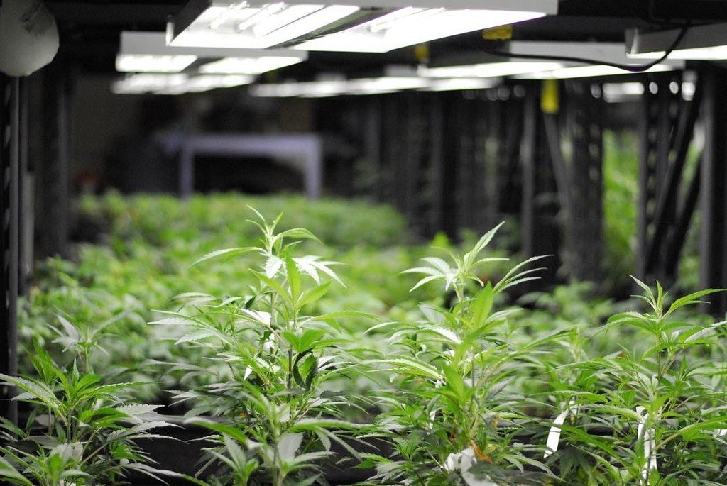 Marijuana-grow-indoors.jpg