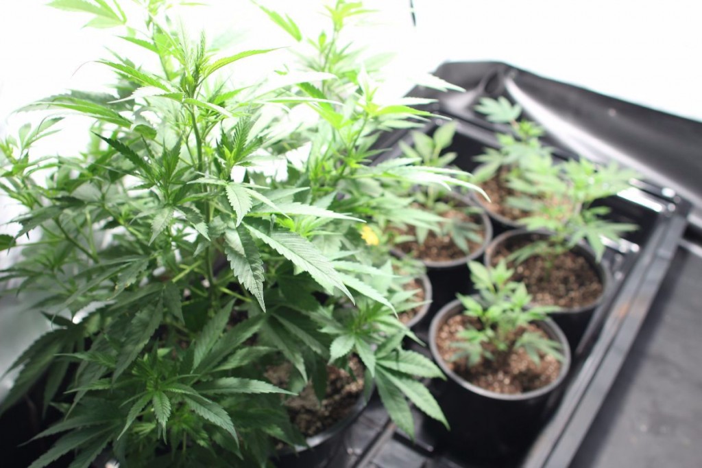 Marijuana-growing1.jpg