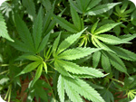 Marijuana-plants.jpg