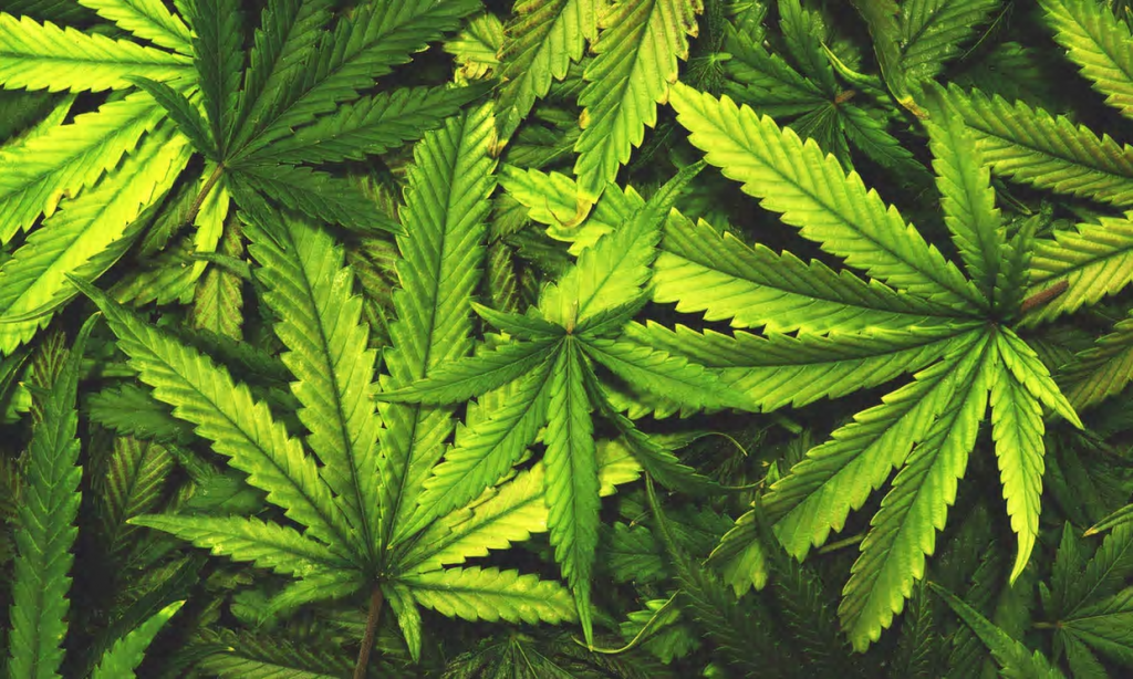 Marijuana_-_Alamy.png