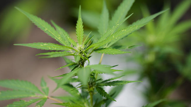 Marijuana_-_Getty_Images.jpg