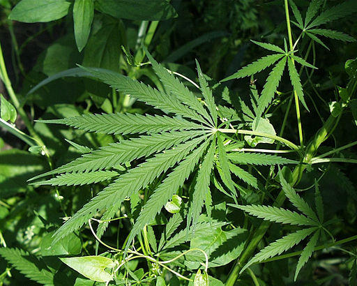 Marijuana_-_Wikimedia_Commons_Public_Domain.jpg