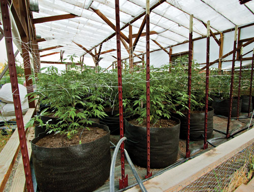 Marijuana_Greenhouse.jpg