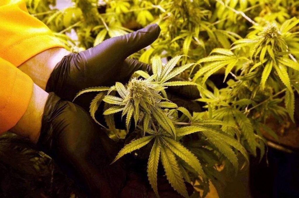 Marijuana_Grow_-_Miami_Herald.jpg