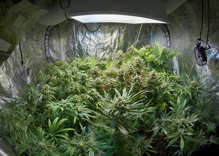 Marijuana_Grow_-_Shutterstock.jpg