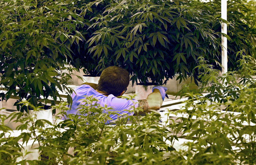 Marijuana_Grower_-_Jim_Mone.jpg