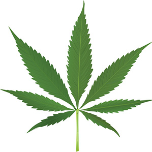 Marijuana_Leaf.jpg