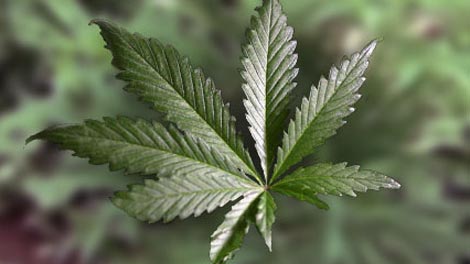 Marijuana_Leaf1.jpg