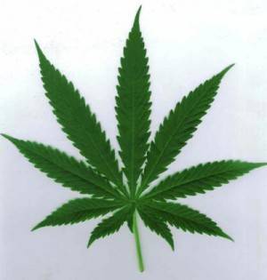 Marijuana_Leaf4.jpg