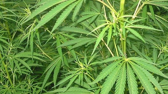 Marijuana_Leaves_-_Wikimedia_Commons.jpg
