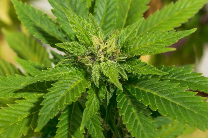 Marijuana_New_Zealand_-_Getty_Images.jpg
