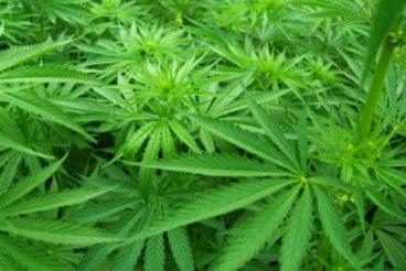 Marijuana_Plant1.jpg