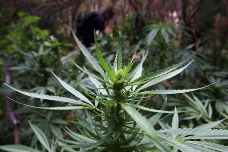 Marijuana_Plant2.jpg