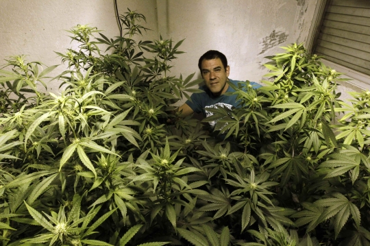 Marijuana_Uruguay_540_359_100.jpg