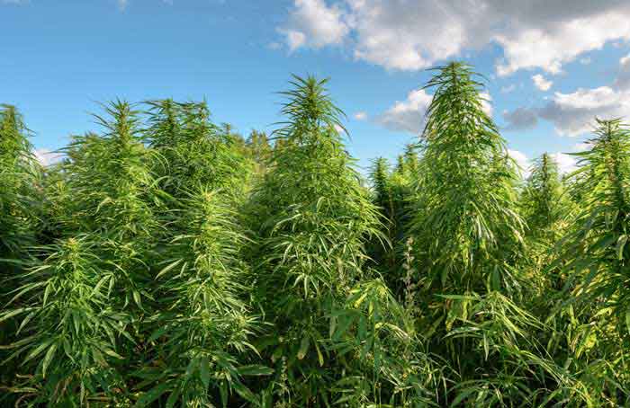 Marijuana_with_Sky_Background_-_Shutterstock.jpg