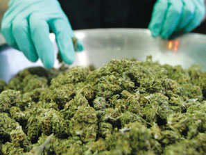Medical_Cannabis3.jpg