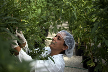 Medical_Cannabis_Facility_Israel.jpg